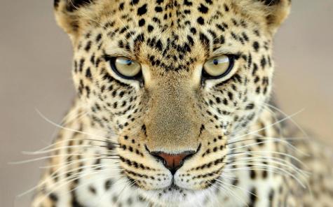 cheetah_face_aggression_eyes_hd-wallpaper-11110