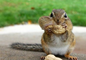 squirrel-eating-peanuts-300x210