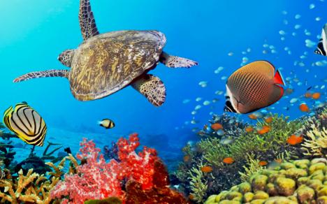 930x431_great_barrier_reef