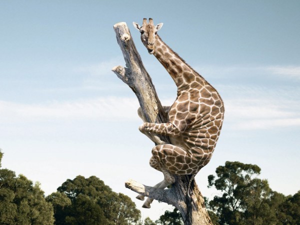 impossible-animals-stunts-1-600x450